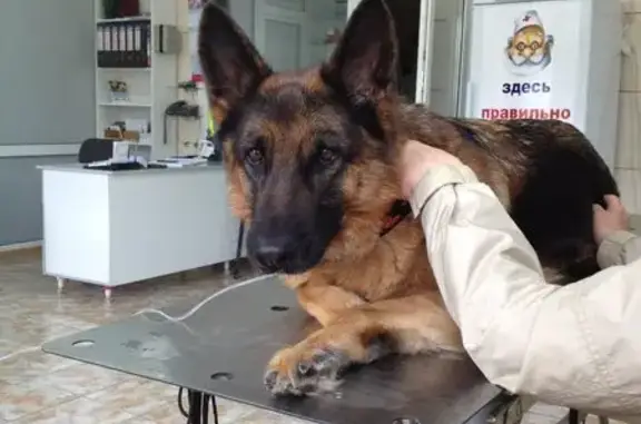 Ветеринарная клиника Пес и Кот