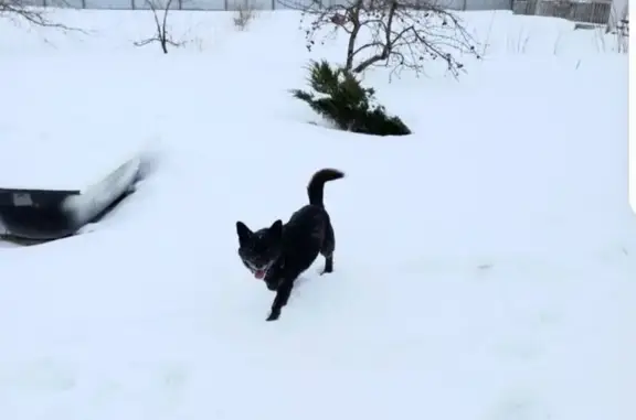 Гостиница для животных Зоотуса