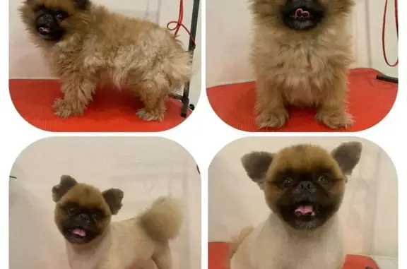 Зоогостиница и груминг-салон Любава