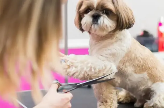 Салон красоты для собак и кошек Лайкин на Дворянской улице