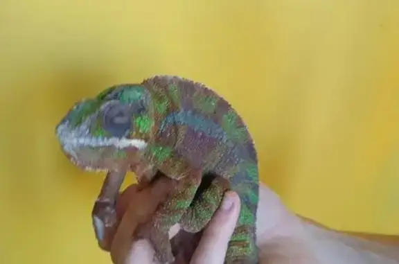 Ветеринарный центр Шерхан на улице Разведчика Ахмерова