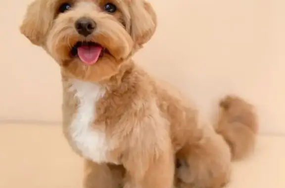 Зоопарикмахерская Шерстяное настроение