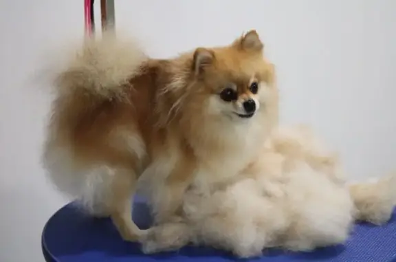 Зоогостиница Котопес