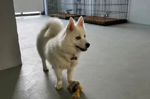 Кинологический центр Культурный кинолог на метро Дунайская