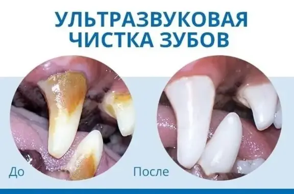 Ветконтроль, ветеринарный центр