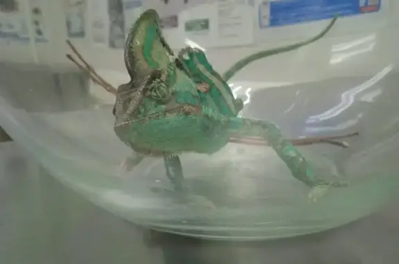 ВетПлюс, ветеринарная клиника