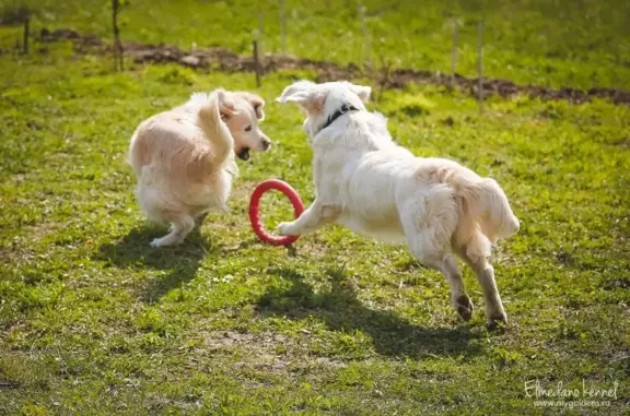 Зоогостиница Как дома