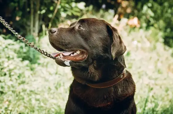 Друзья, ветеринарная клиника