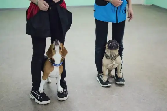 Кинологический центр Альтер эго на Партизанской улице, 9/5