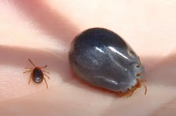 Ветостров, ветеринарная клиника