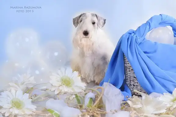 Клуб собаководства Кеннел-союз Алтай в Железнодорожном районе