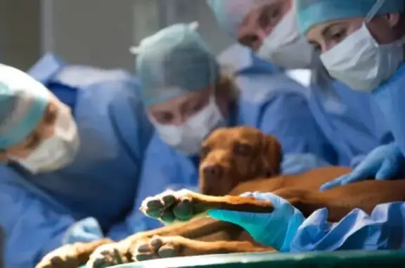 Ветеринарная аптека Зооветсервис на Черепичной улице