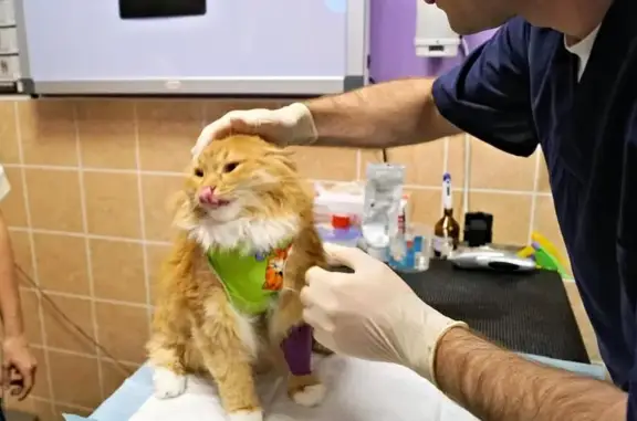 Ветеринарная клиника на Октябрьской улице, 2 в Красногорске