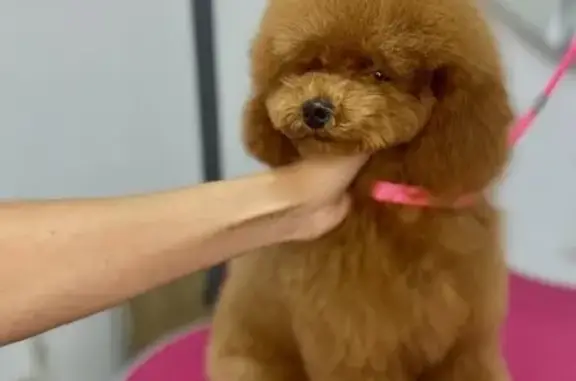 Студия груминга Балу