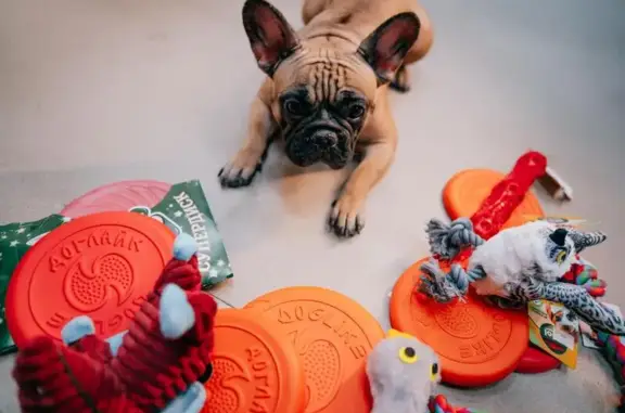 Груминг-салон Зверёк Сити на Просторной улице