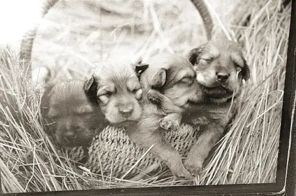 Центр реабилитации диких животных Дино на Озёрной улице