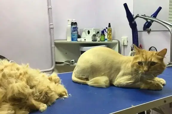 Груминг-салон ZooDiscount на Ленинградской улице