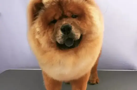 Парикмахерская для животных Barber&dog