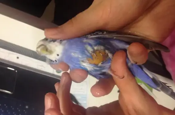 Ветеринарная клиника на Соколовой улице