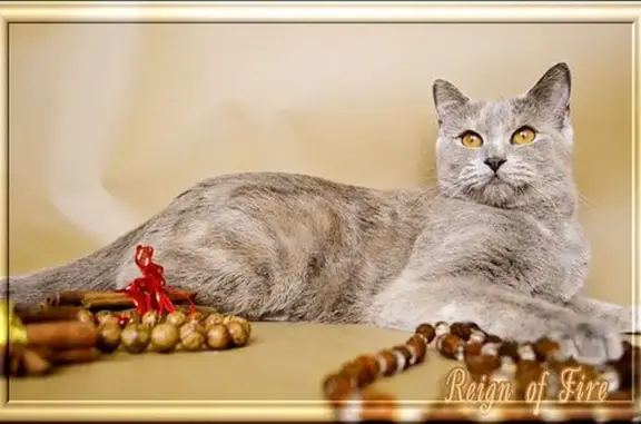 Питомник британских короткошерстных кошек Reign Of Fire в Западном округе