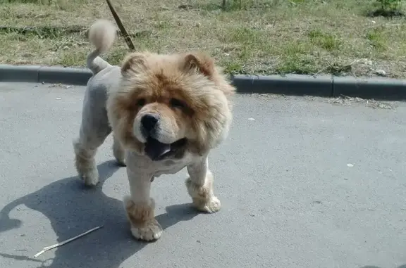 Рыжий лис, ветеринарная клиника