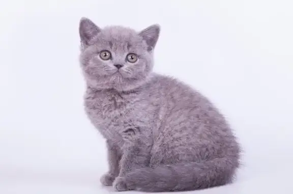 Ветмир, ветеринарная клиника лечения и реабилитации животных