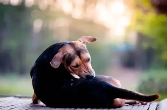 Поливет, ветеринарный центр