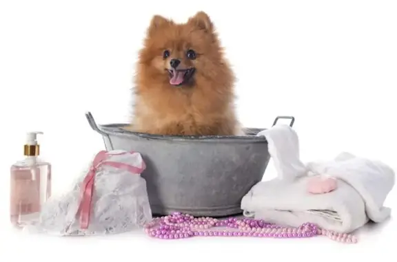 Котёнок Гав, ветеринарная клиника