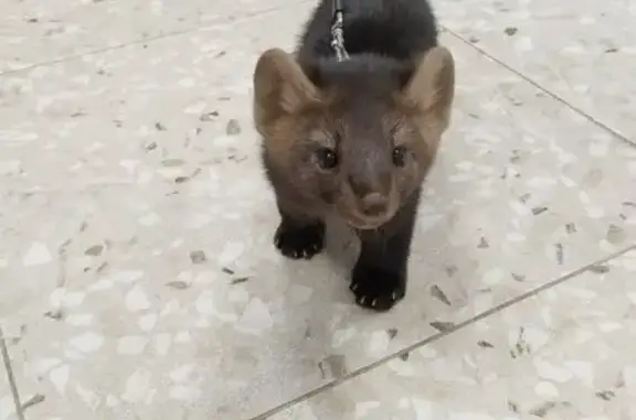 Прайд, ветеринарный многопрофильный центр