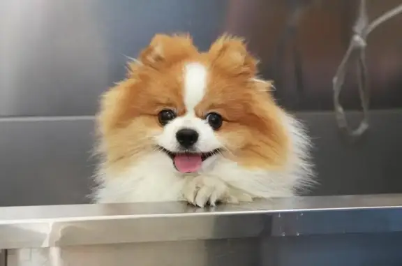 Зоосалон Милорд на проспекте Маршала Жукова