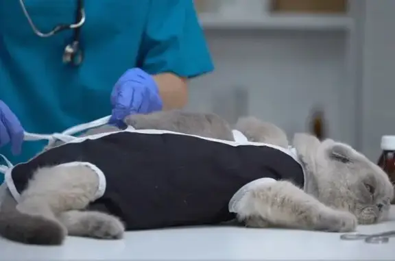 Слон и Моська, зооветцентр