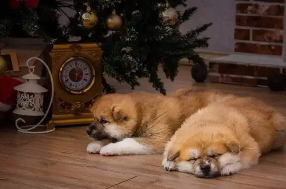 Питомник Сибирских хаски и Акита Densetsu of Kailash в микрорайоне Шишковка