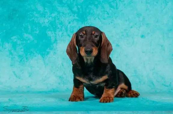 Питомник жесткошерстных такс на Речной улице