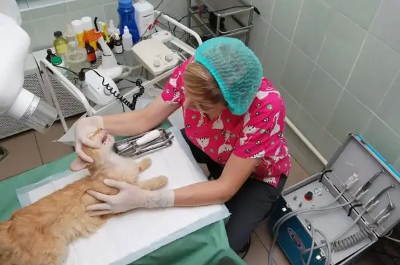 Ветеринарная клиника ЗооВита на Ломжинской улице