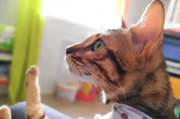 Ветеринарная клиника ВетСвет в Советском районе