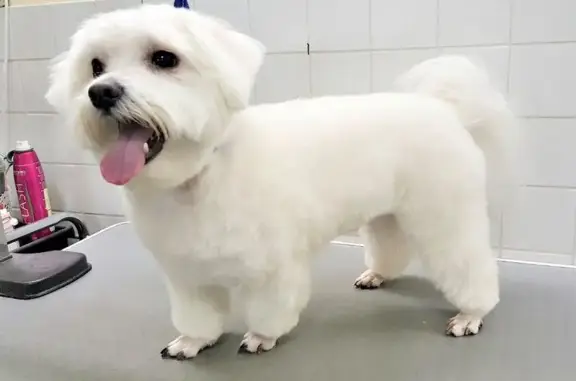 Студия красоты для животных Candygroom на метро Спортивная