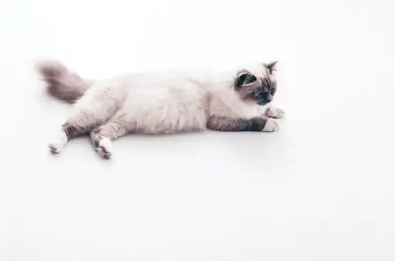 Фауна, ветеринарная клиника