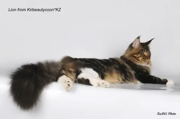 Студия груминга Стильный питомец на проспекте Победы