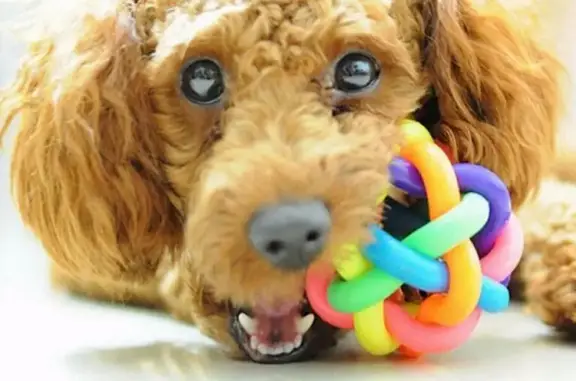 Zooцентр легион, ветеринарная клиника