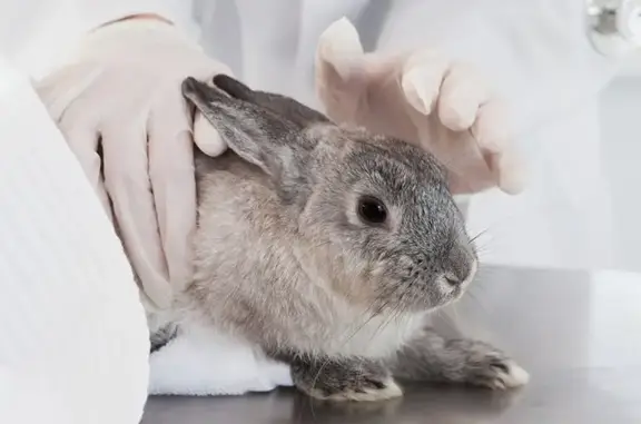 Свой доктор, ветеринарная клиника