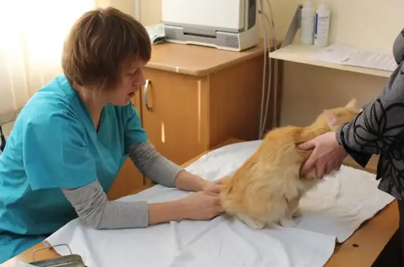 Ветеринарный госпиталь От носа до хвоста на улице Лескова