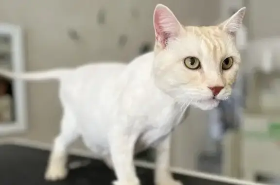 Груминг-студия Paws