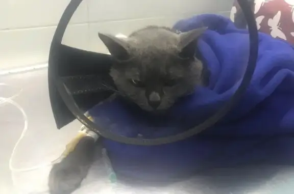 Здоровые животные, ветеринарная клиника