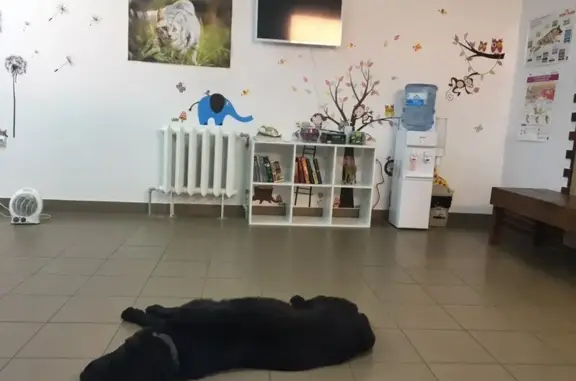 Балтийский Ветеринар, ветеринарная клиника