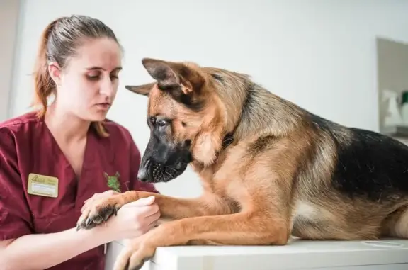 Дядя Федор, ветеринарная клиника