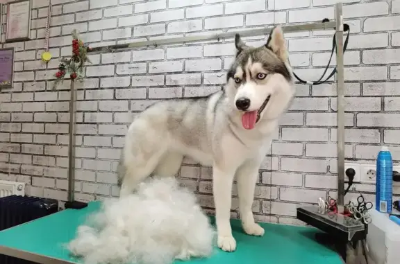 Зоосалон Лапки Лапочки