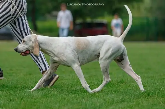 Ветеринарная лечебница Ветеринарная лечебница в Вагжановском переулке, 8а
