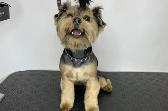 Зоопарикмахерская Тут стригут собак на Липовой аллее