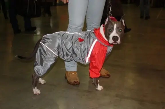 Зооателье Модный пушистик на улице Журавлёва