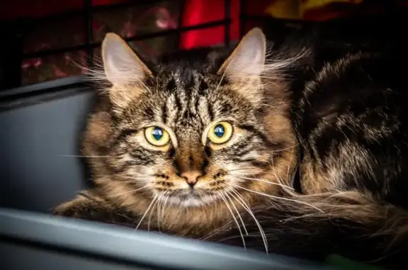 Ветеринарный центр Дар в Ленинском районе